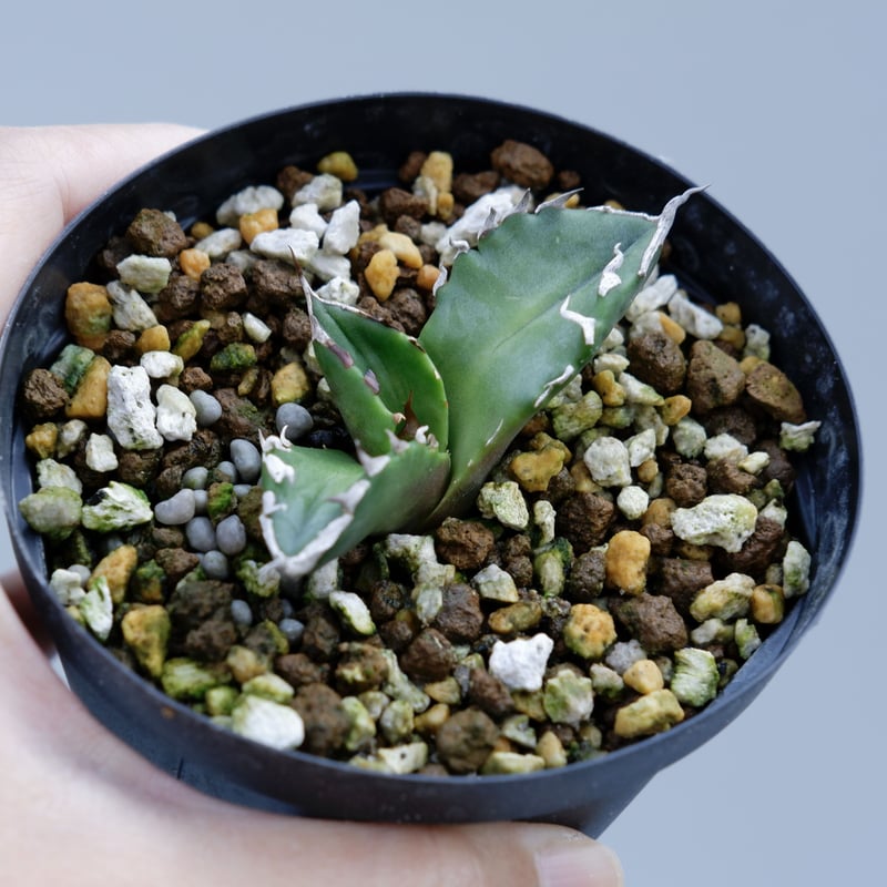 アガベ チタノタ ホワイトファイヤー 白火焔 親株 Agave