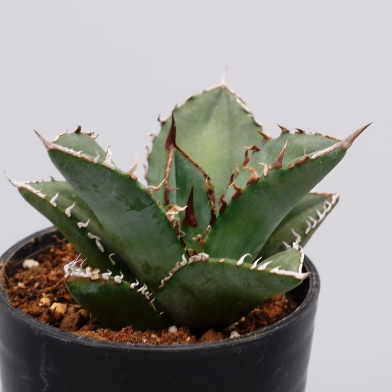 アガベ オテロイ 実生株 Agave oteroi seeding 097 | Sunny