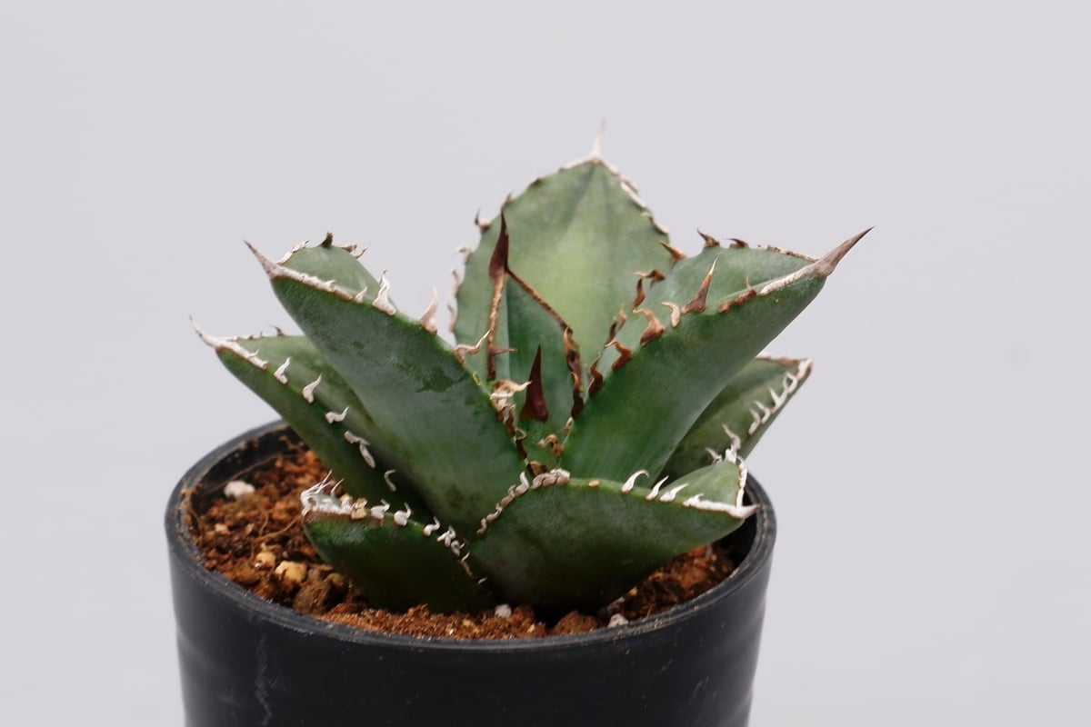 オテロイ実生　子株 アガベ オテロイ 実生株 Agave oteroi seeding 059 | Sunny