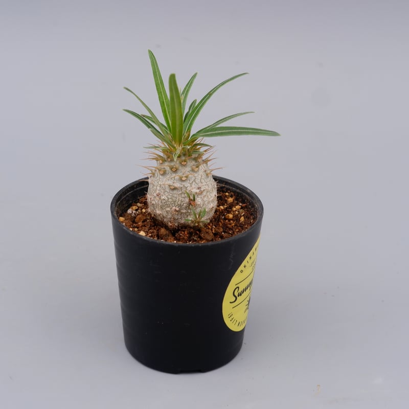 パキポディウム グラキリス 実生株 Pachypodium gracilius 048 | S