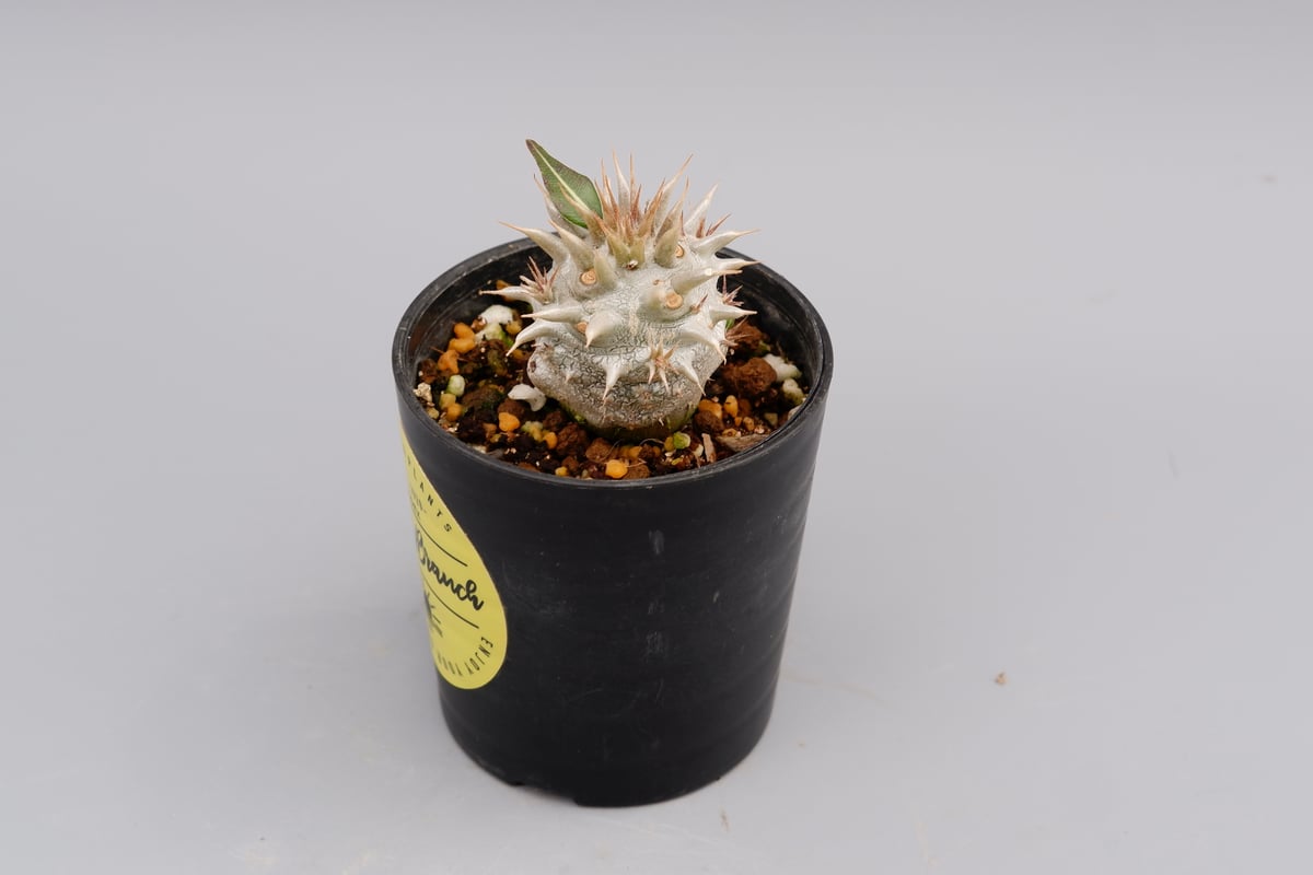 パキポディウム ロスラーツム 実生株 007 Pachypodium rosulatum ve