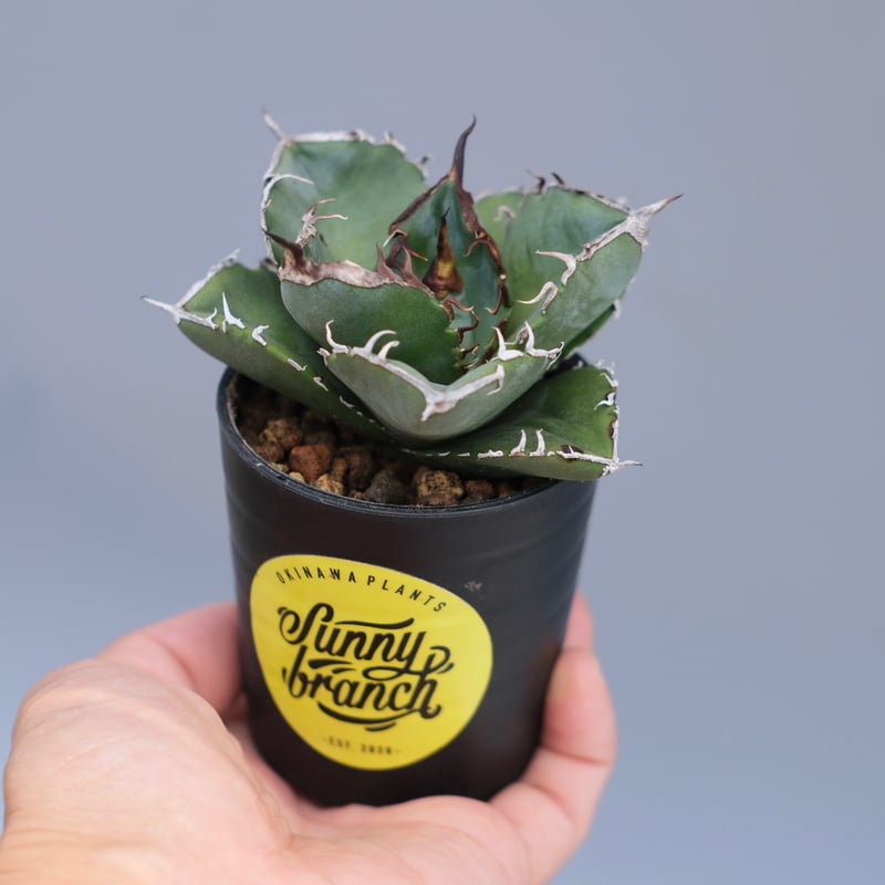 アガベ チタノタ 白鯨 Agave titanota white whale 233 | Su