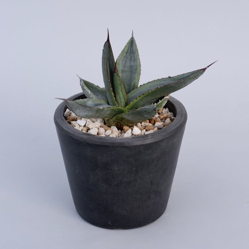 アガベ シャークバイト005 Agave Sharkbite | Sunny Branch
