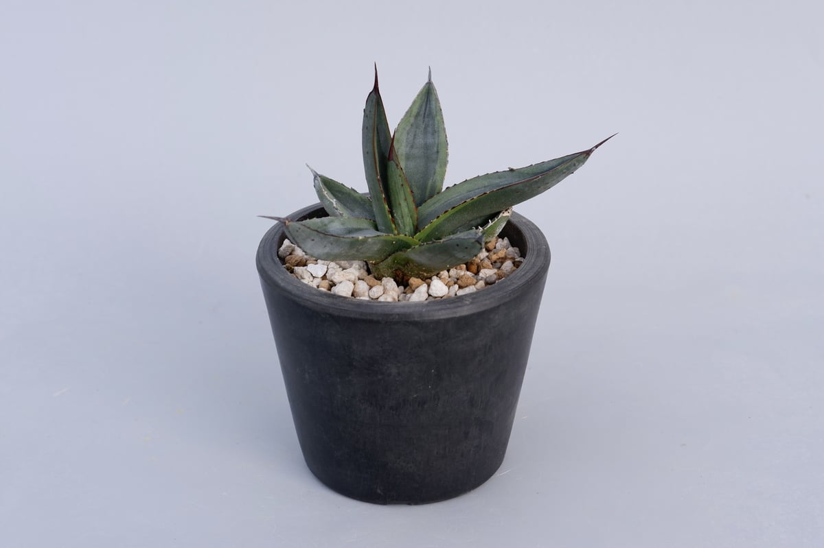 アガベ　シャークバイト子株　シャークスキン アガベ シャークスキン Agave Sharkskin | mana's farm:塊根植物