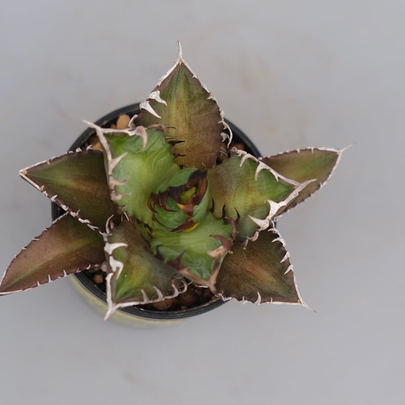 アガベ チタノタ レッドキャットウィーズル Agave titanota Red Catwee