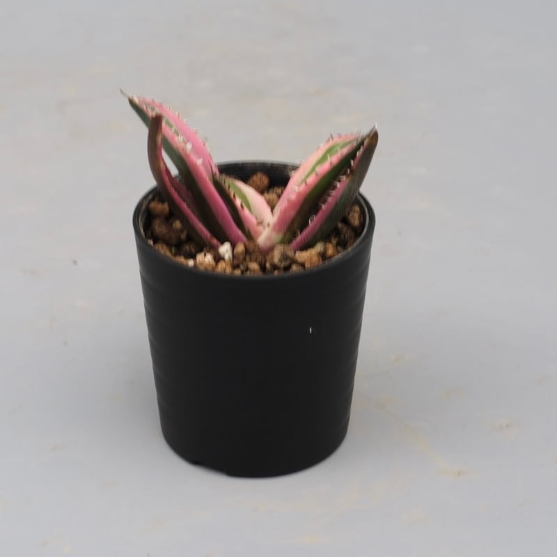 アガベ チタノタ スナグルトゥース Agave titanota Snaggle Tooth