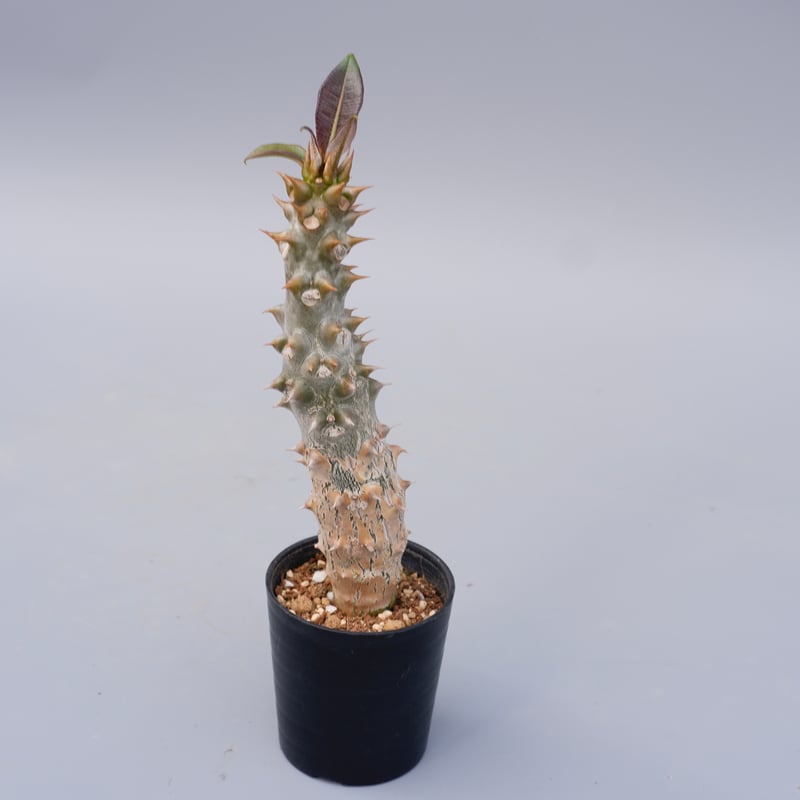 パキポディウム バロニー実生株024 Pachypodium baronii | Sunny