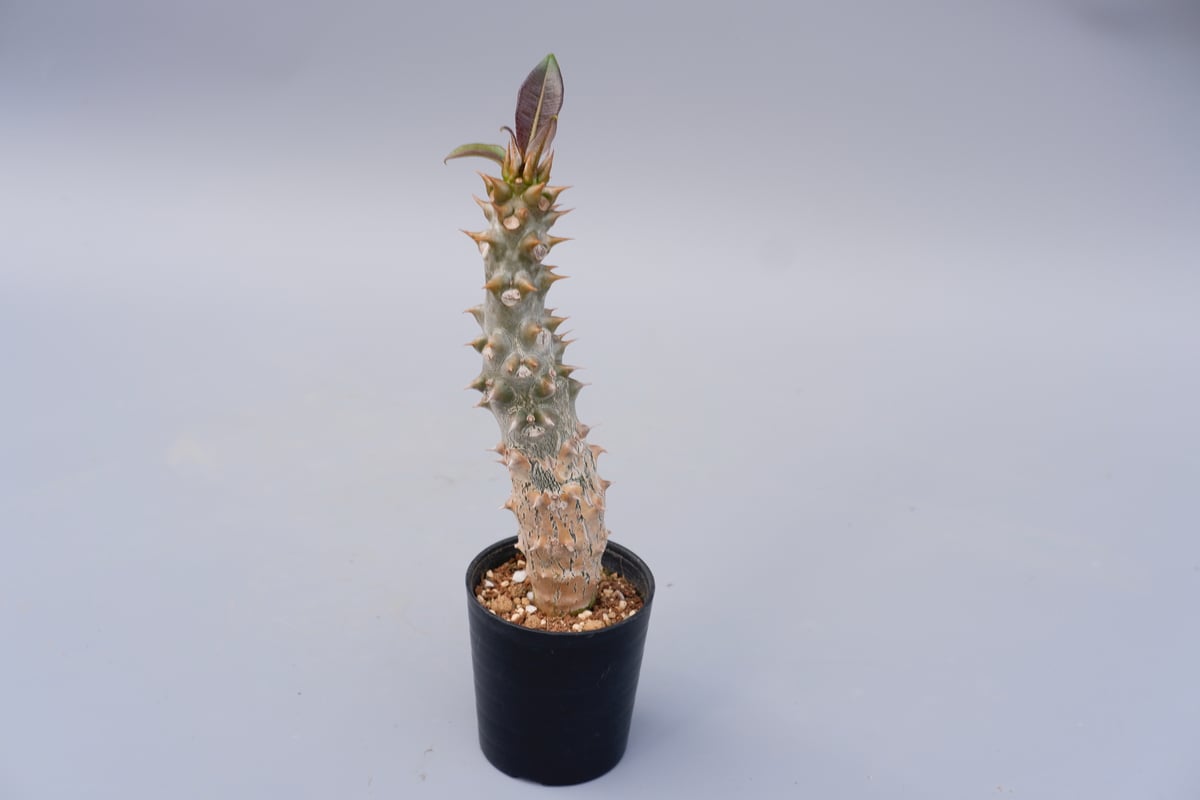 パキポディウム バロニー実生株024 Pachypodium baronii | Sunny