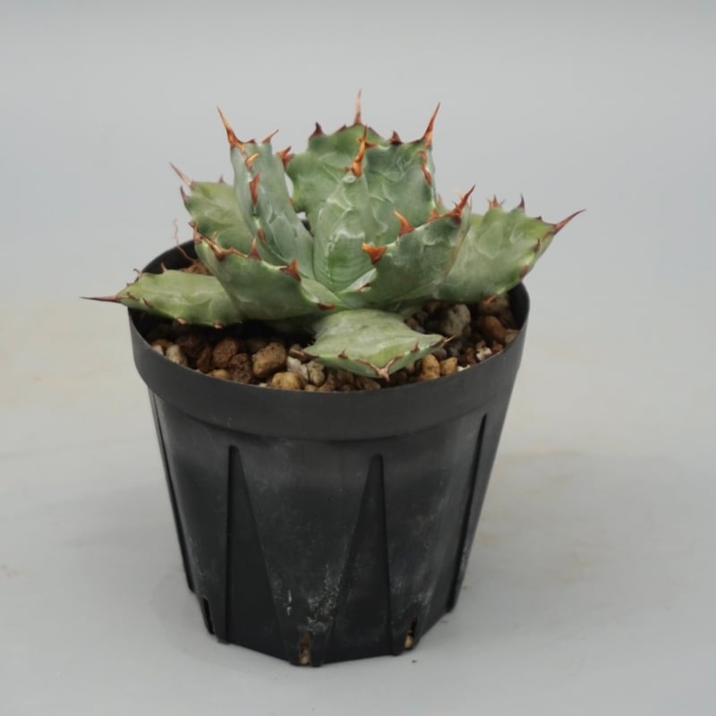 アガベ　蝦蟹 アガベ・チタノタ「螃蟹（カニ）」 3.5号鉢 | | チタノタ銘品