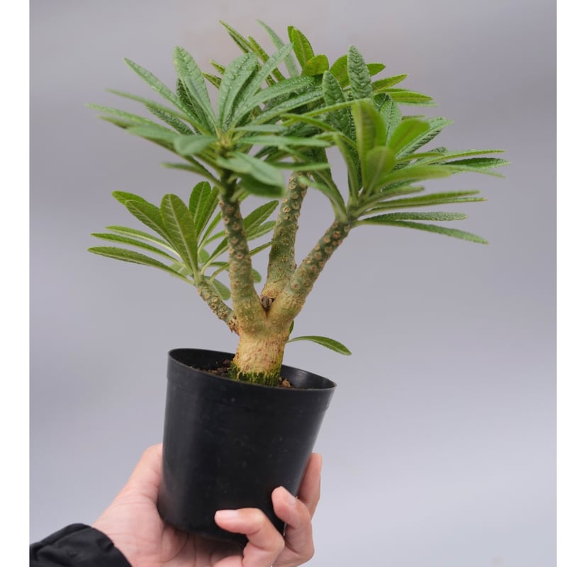 ドルステニア ギガス059 Dorstenia gigas | Sunny Branch