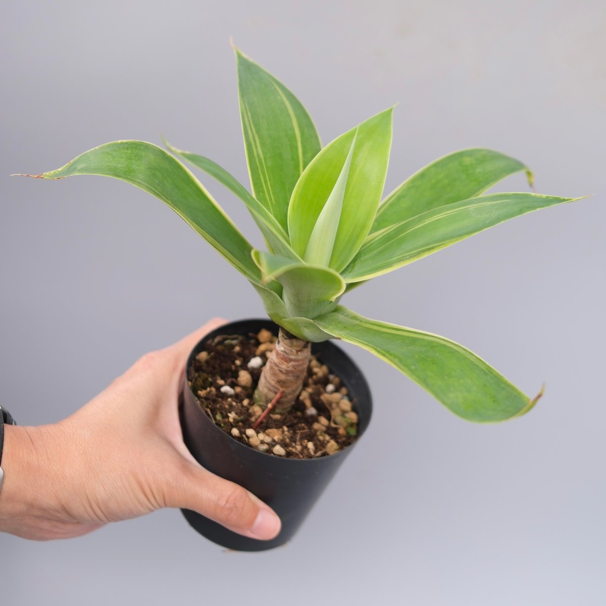 斑入り】アガべ アテナータ Agave attenuata 'Variegata' 004