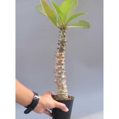 ◆sala tree◆ Presidencial' Jacaranda Sofa by Jorge Zalszupin for L'Atelier, Brazil