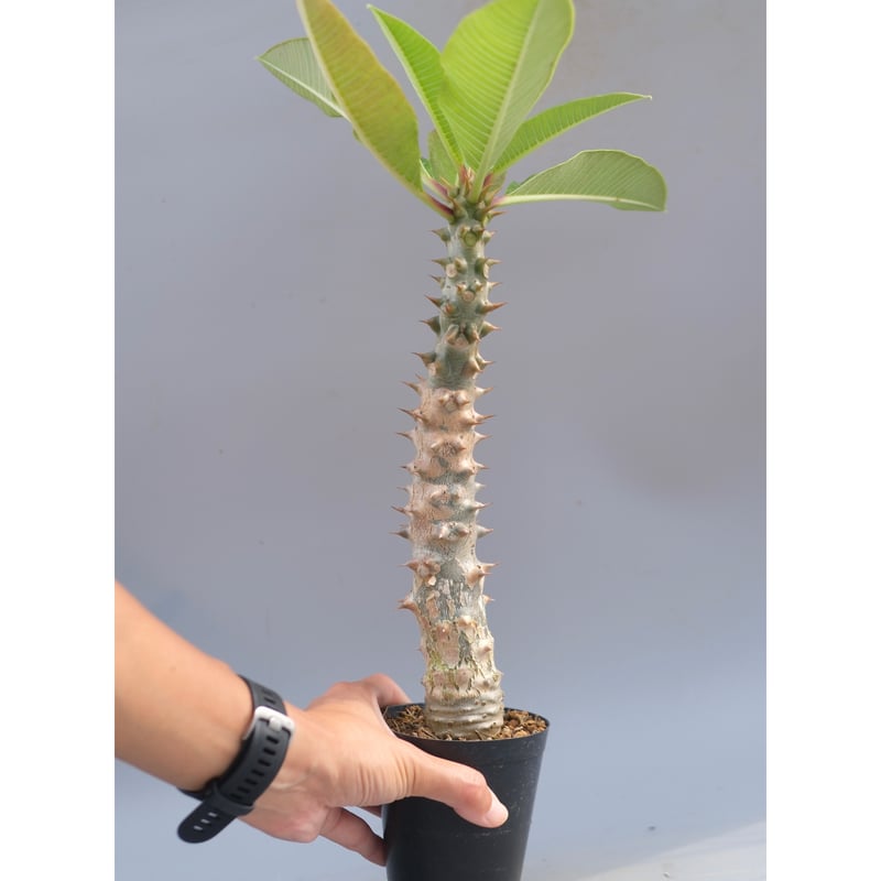 パキポディウム バロニー実生株041 Pachypodium baronii | Sunny