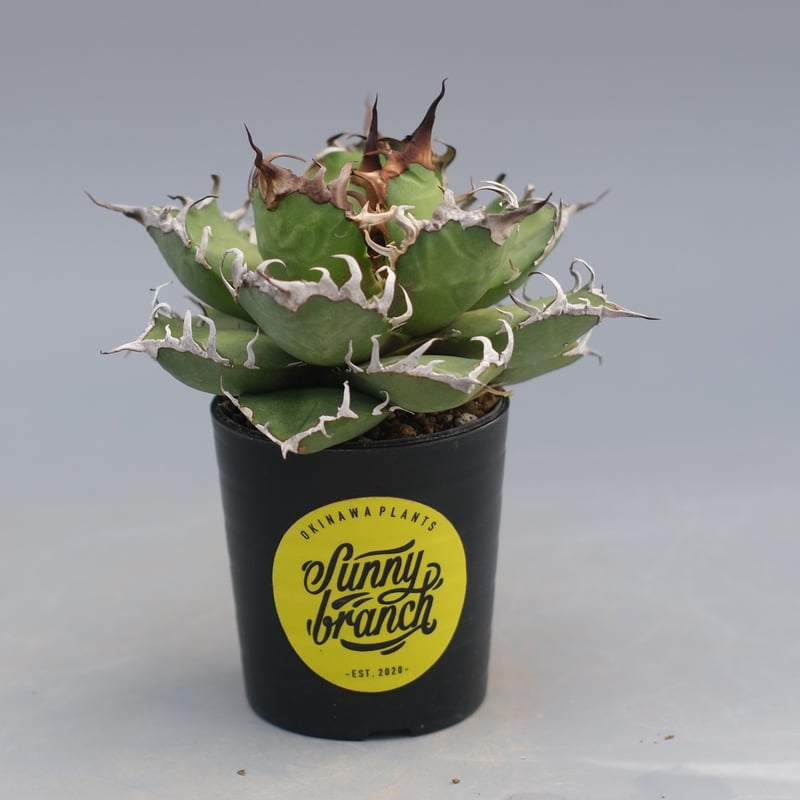 アガベ チタノタ シーザー Agave titanota caesar 196 | Sunny