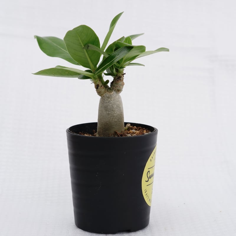 アデニウム アラビカム ブラックステム 実生株 Adenium arabicum Black