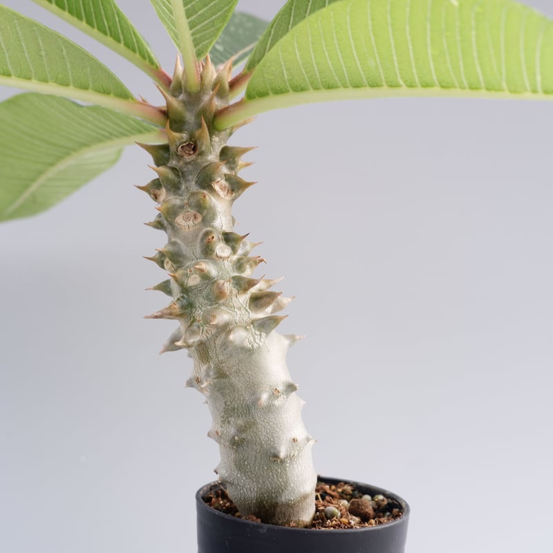 パキポディウム バロニー実生株017 Pachypodium baronii | Sunny