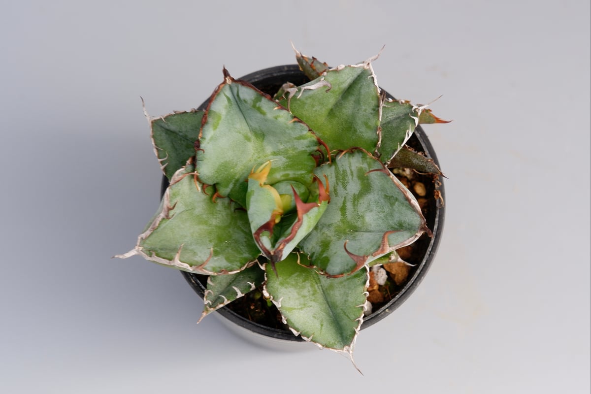 アガベ チタノタ ブラックアンドブルー Agave titanota BB 055 【子株
