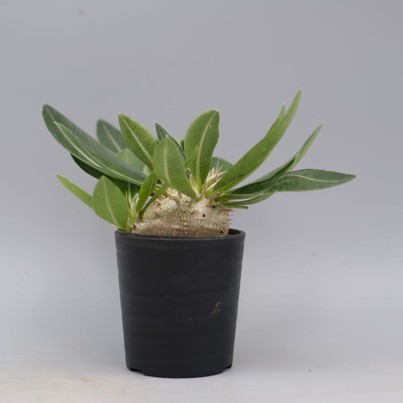 パキポディウム エニグマチカム 実生株 Pachypodium enigmaticum 013