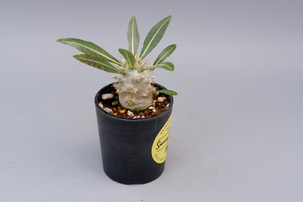 パキポディウム ロスラーツム 実生株 004 Pachypodium rosulatum ve