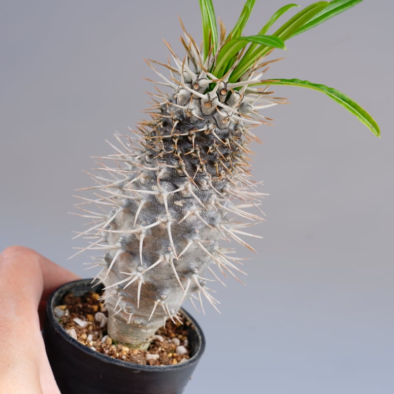 B*m様 パキポディウム　グラキリス　実生　25株以上あります B*m様 パキポディウム グラキリス 実生 25株以上あります B*m様