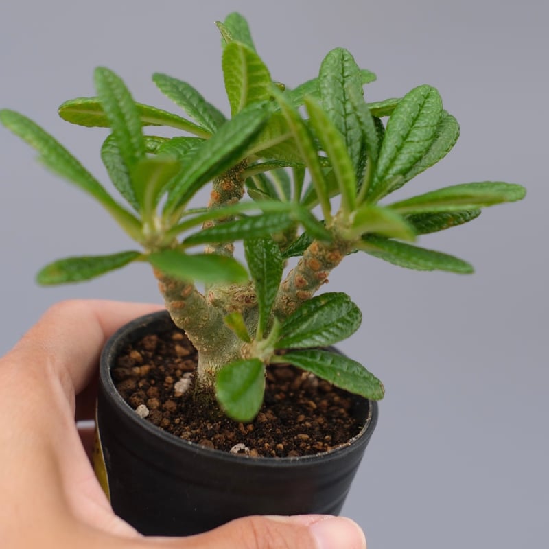 ドルステニア ギガス042 Dorstenia gigas | Sunny Branch