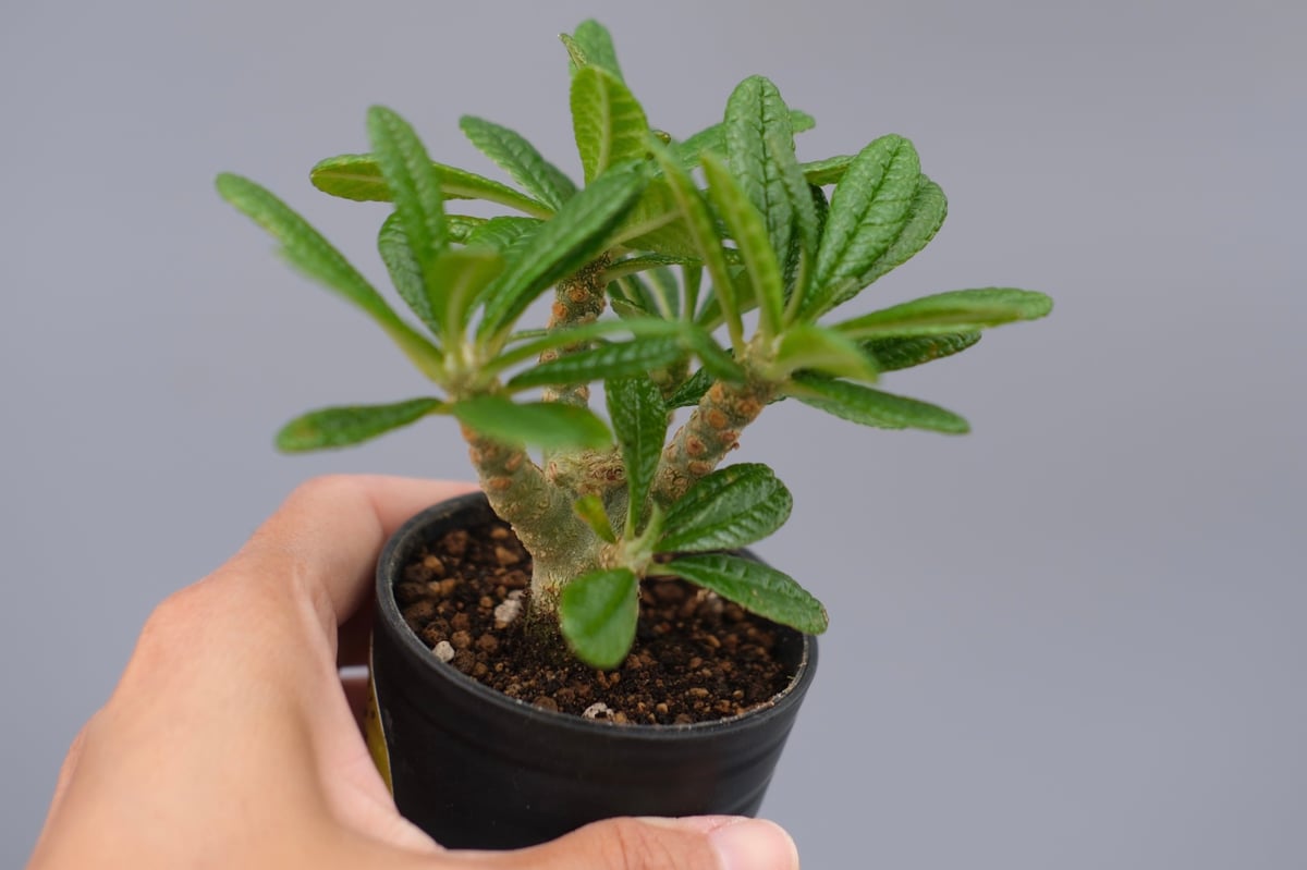 ドルステニア ギガス042 Dorstenia gigas | Sunny Branch