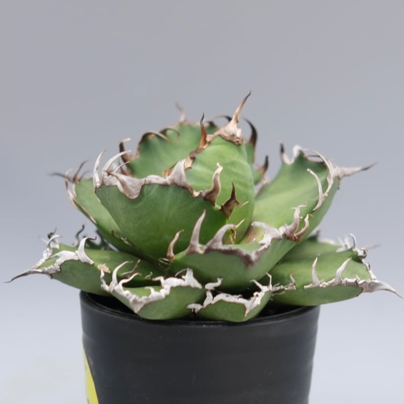 アガベ チタノタ シーザー Agave titanota caesar 169 | Sunny