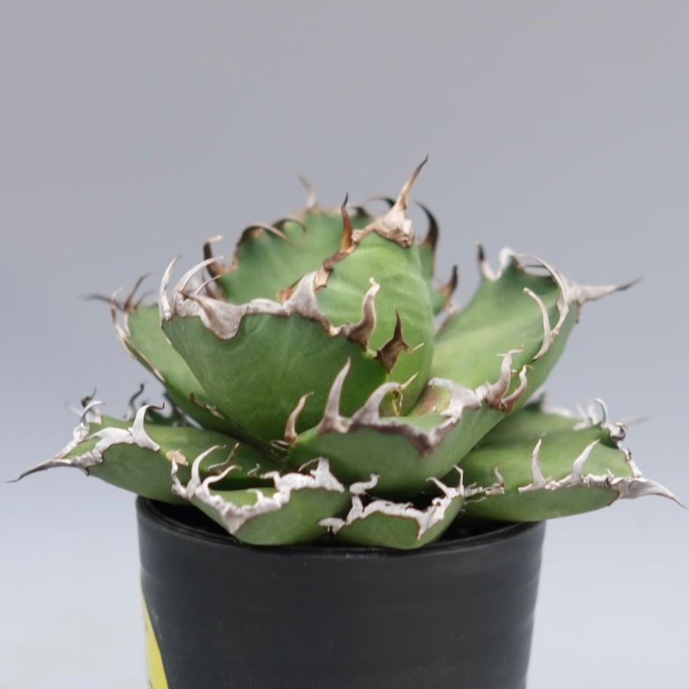 アガベ チタノタ シーザー Agave titanota caesar 169 | Sunny