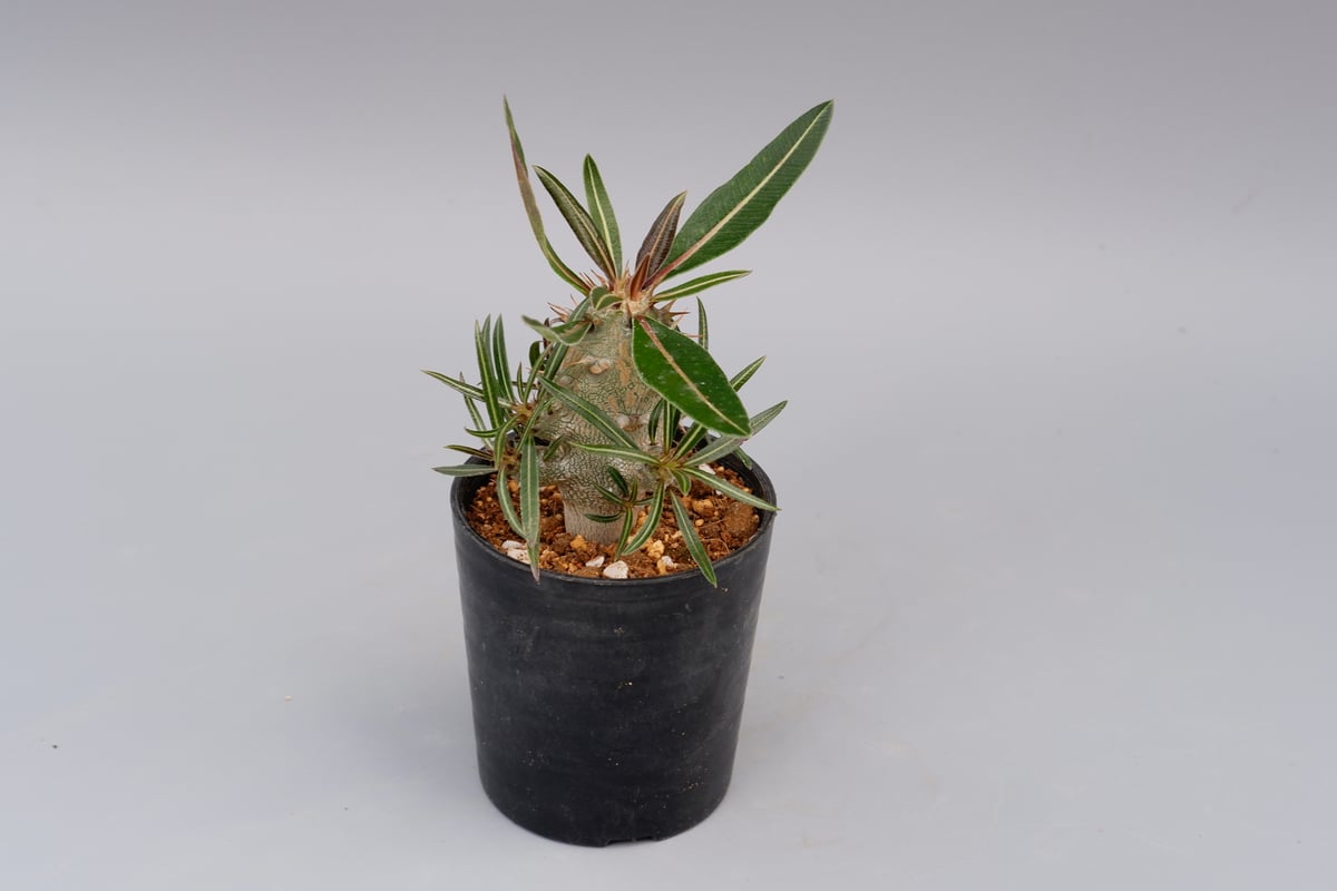 パキポディウム カクチペス 実生株 001 Pachypodium cactuses パキポディウム カクチペス 実生株 001 Pachypodium cactuses
