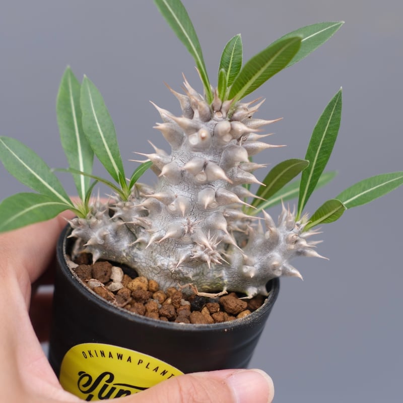 パキポディウム ホロンベンセ 実生株 004 Pachypodium horombense |