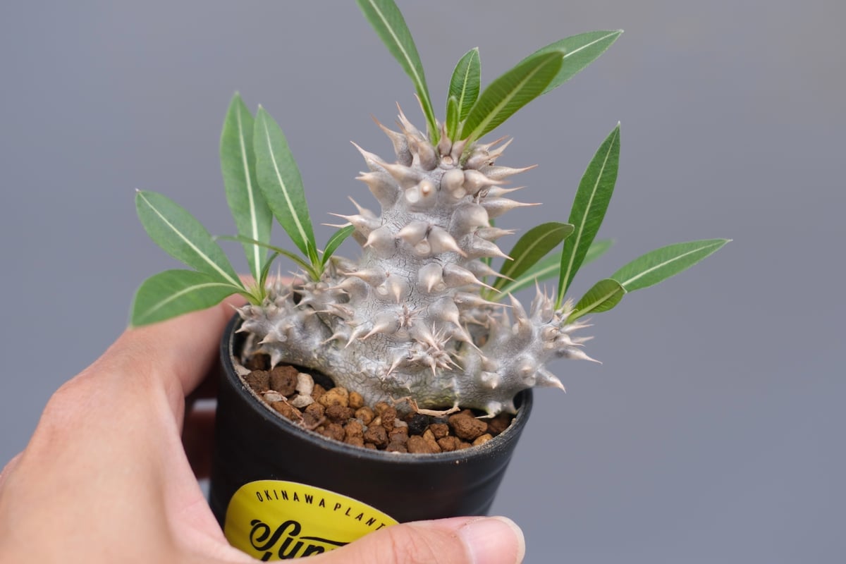 パキポディウム　ホロンベンセ　実生 パキポディウム ホロンベンセ 実生株 004 Pachypodium