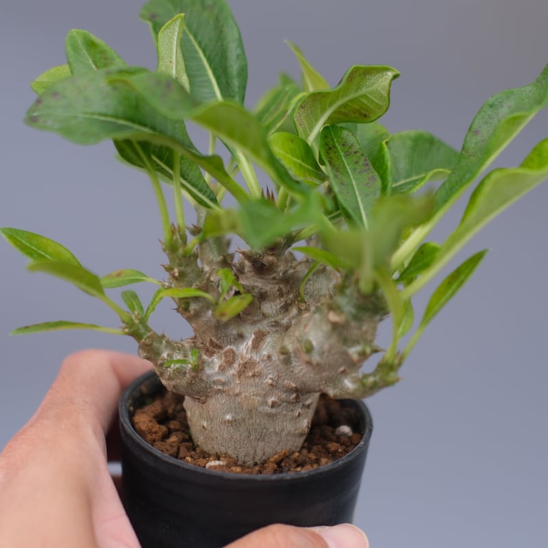 パキポディウム ウィンゾリー 実生株 099 Pachypodium windsorii |