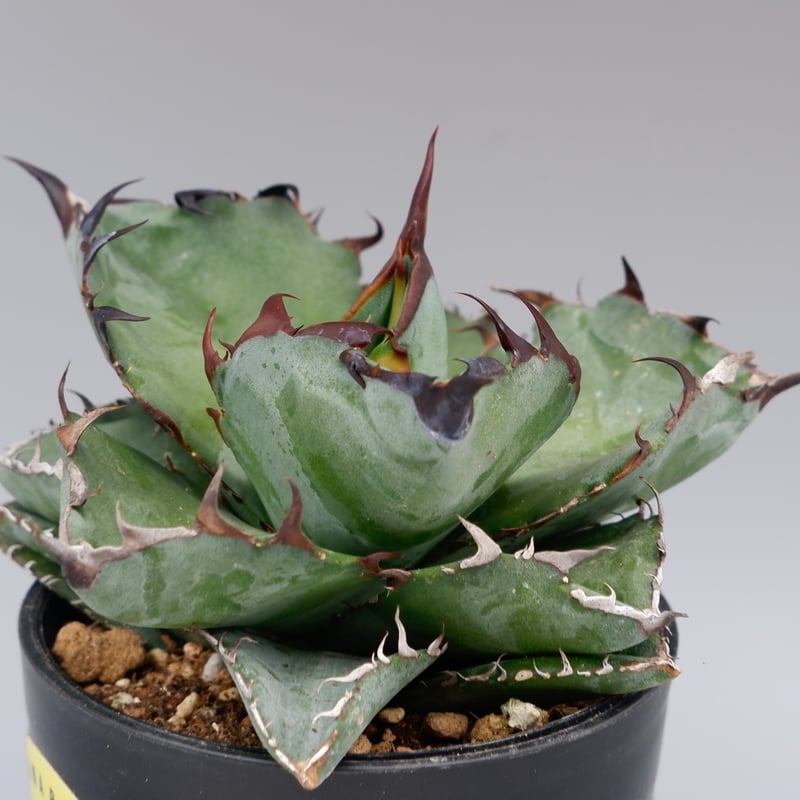 アガベ チタノタ ブラックアンドブルー Agave titanota BB 084 | Sun