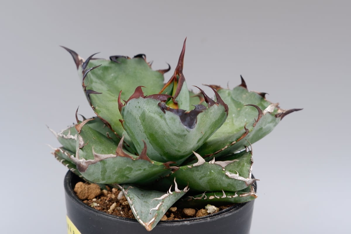 アガベ チタノタ ブラックアンドブルー Agave titanota BB 084 | Sun