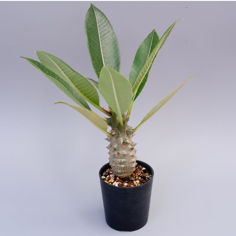 パキポディウム バロニー実生株018 Pachypodium baronii | Sunny