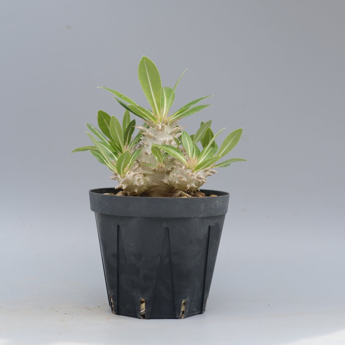 パキポディウム ロスラーツム 実生株 012 Pachypodium rosulatum