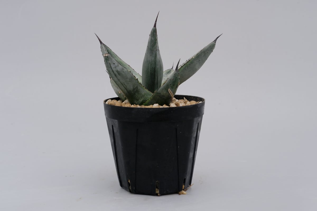 アガベ シャークバイト001 Agave Sharkbite | Sunny Branch