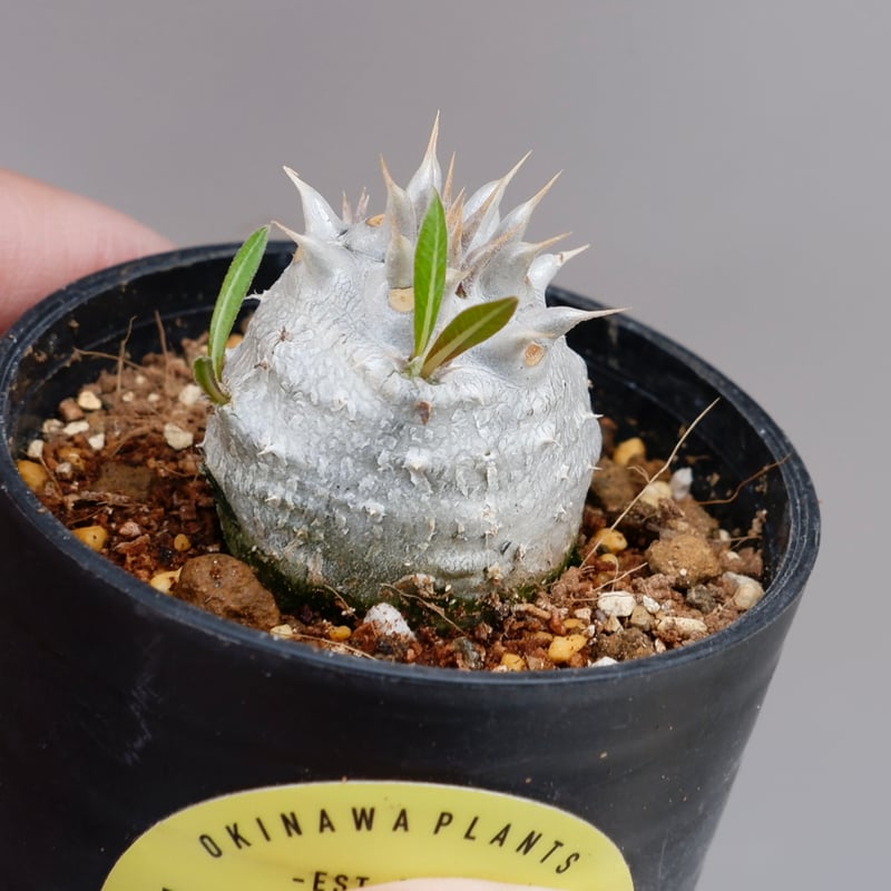 パキポディウム ホロンベンセ 実生株 001 Pachypodium パキポディウム ホロンベンセ 実生株 001 Pachypodium