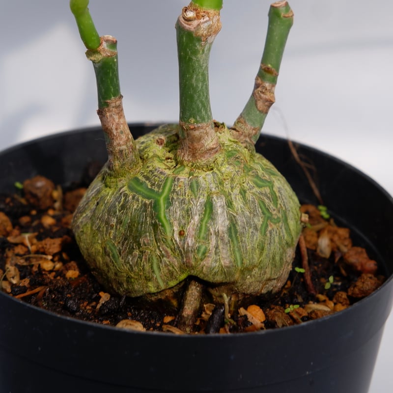 まんまる型 プセウド ボンバックス 028 Pseudobombax ellipticum