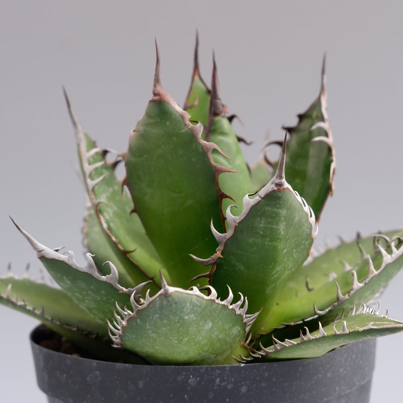 アガベホリダ極上株　Agave horrida No.AHRD026 アガベホリダ極上株 Agave horrida No.AHRD026 アガベホリダ