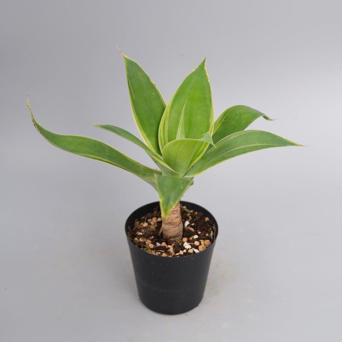 斑入り】アガべ アテナータ Agave attenuata 'Variegata' 004