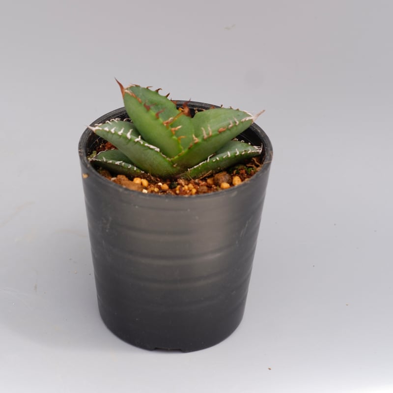 アガベ オテロイ 実生株 Agave oteroi seeding 100 | Sunny