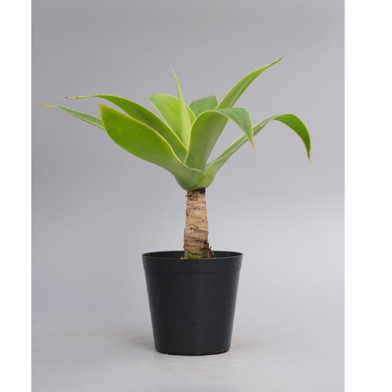 斑入り】アガべ アテナータ Agave attenuata 'Variegata' 003