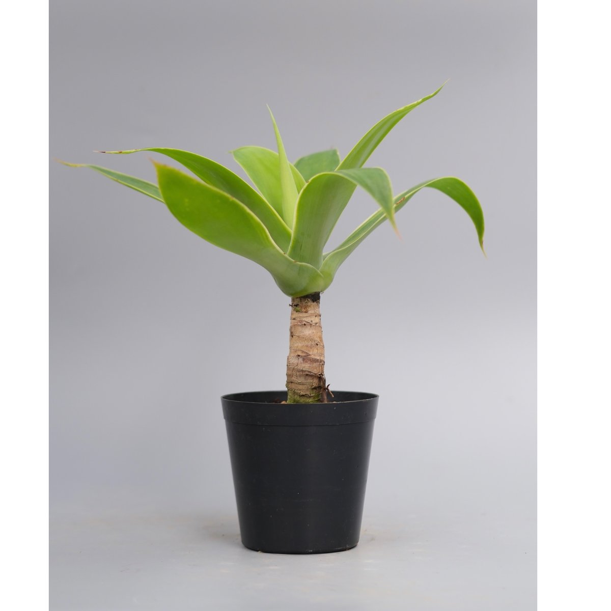 斑入り】アガべ アテナータ Agave attenuata 'Variegata' 003
