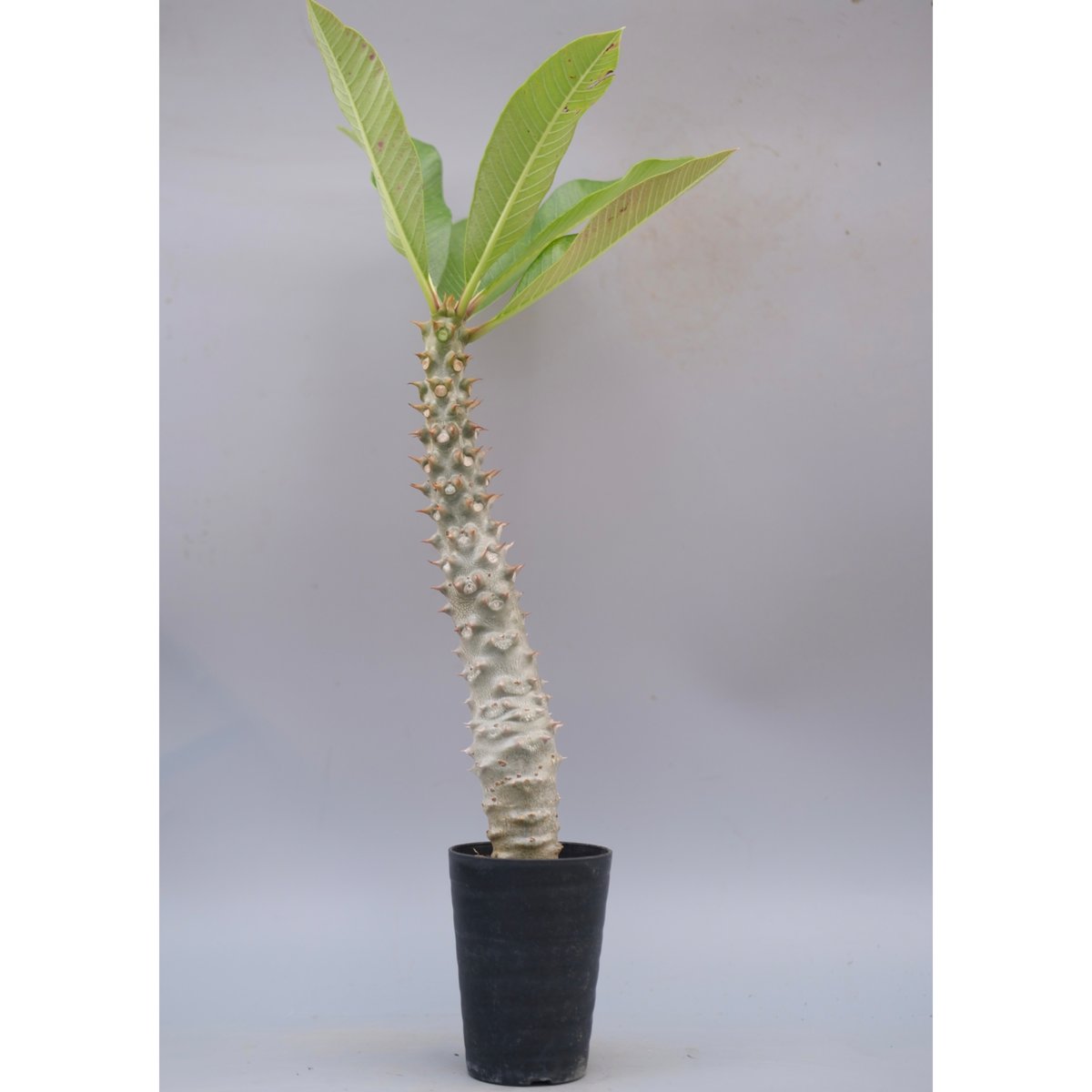 パキポディウム バロニー実生株037 Pachypodium baronii | Sunny