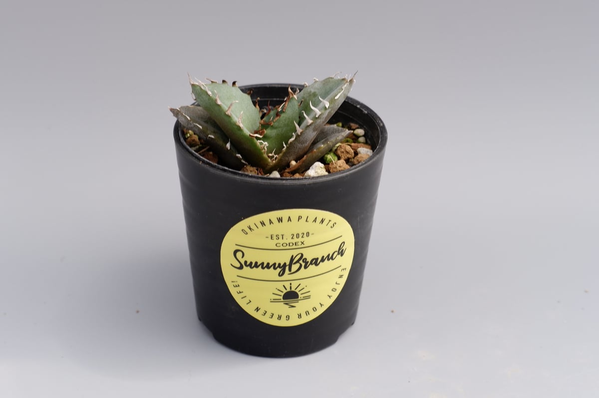 アガベ チタノタ 白鯨 067 Agave titanota white whale | Su