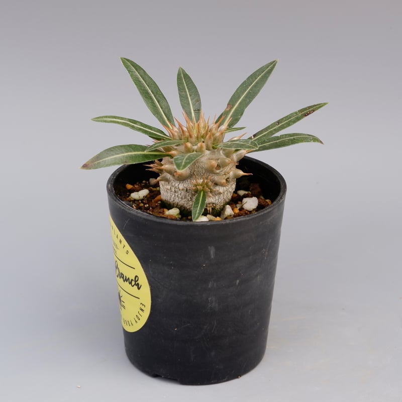 パキポディウム ロスラーツム 実生株 003 Pachypodium rosulatum ve