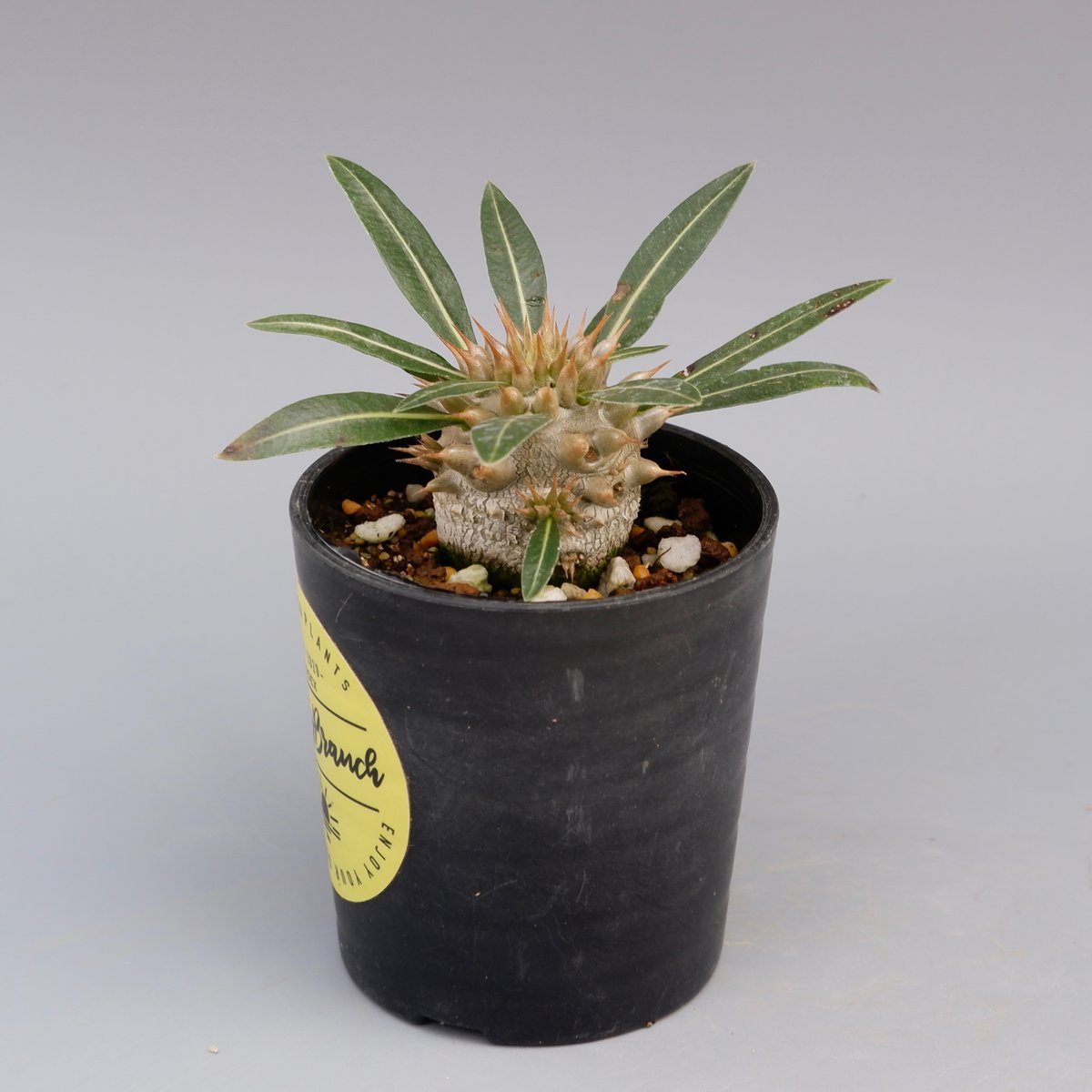 パキポディウム ロスラーツム 実生株 003 Pachypodium rosulatum ve