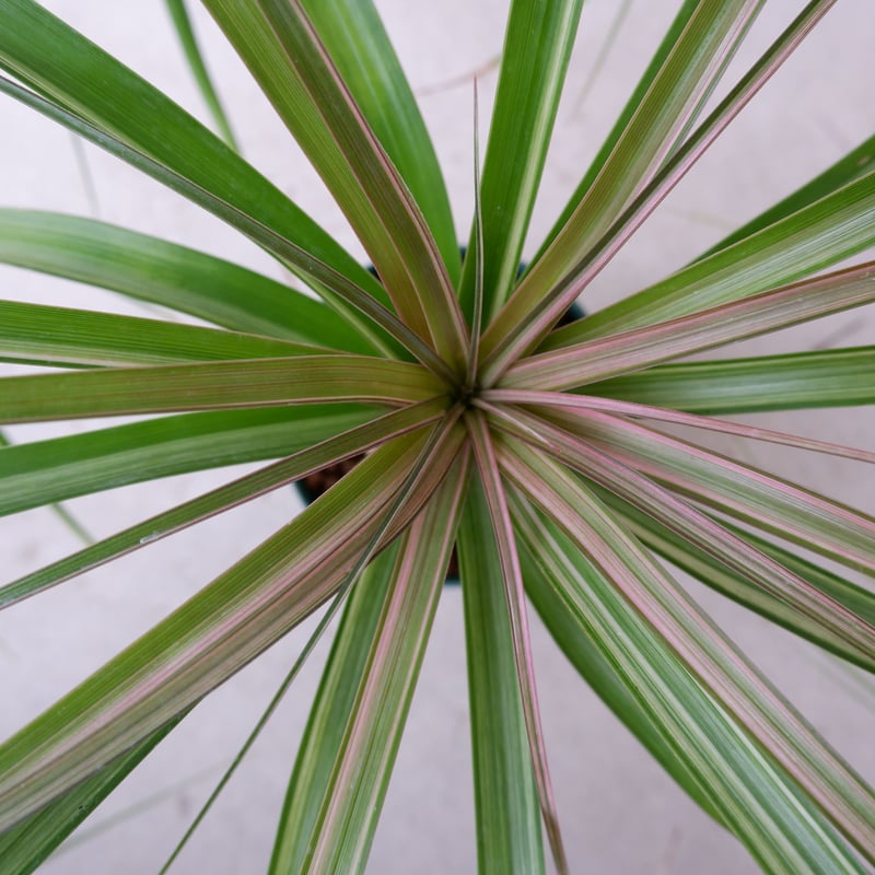 希少】斑入り トックリラン ノリナ | Sunny Branch