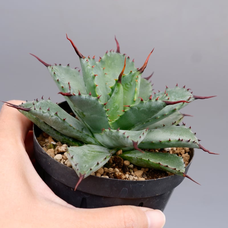 曲刺八雷（八荒殿×雷神 Agave macroacantha × potatorum）八荒